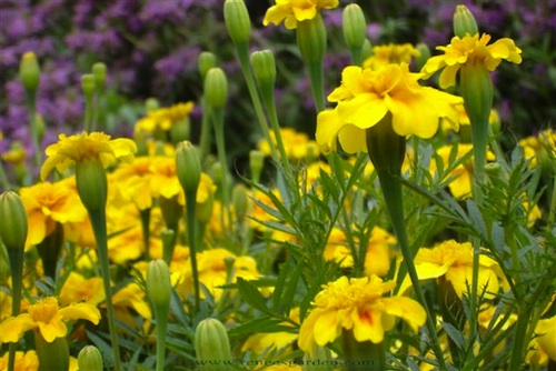 Summer Splash marigold. Beautiful blue-green foliage coninously covered with bright yellow single blooms.