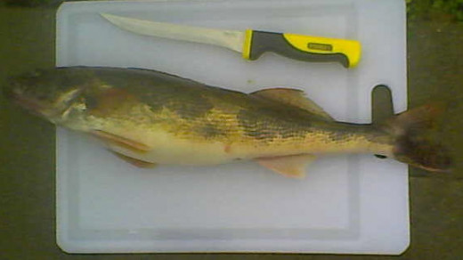 The mottled body and black-spotted membrane of the dorsal fins are characteristic of both sauger and saugeye.
