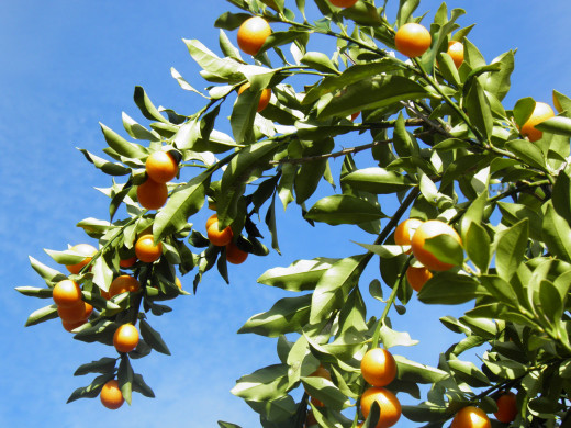 home grown oranges