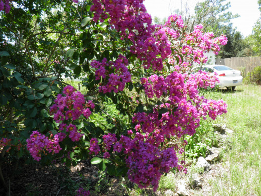 Crepe Myrtles in bloom