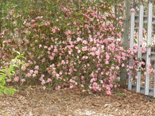 Azaleas in bloom