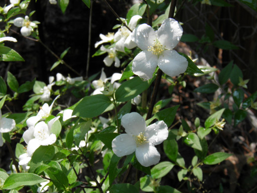 Flowering Dogwood