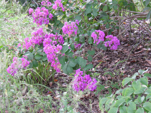 Lavender Crepe myrtles in bloom