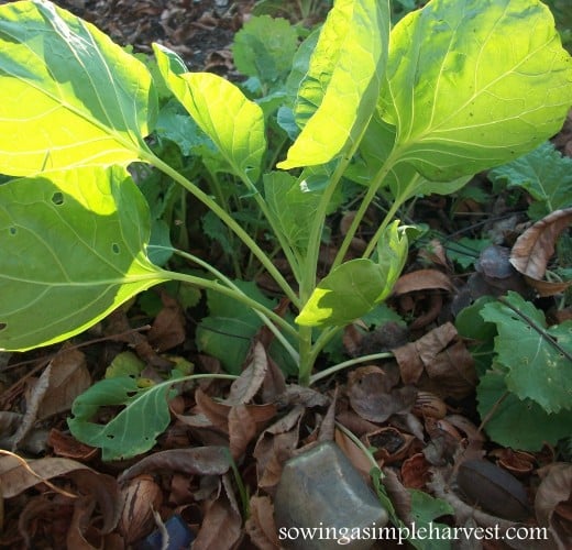Leaves are a free and bountiful mulch that will benefit any garden. 