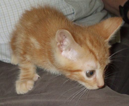 This little rescue kitten is growing into his long name: "Cincinnatus!"