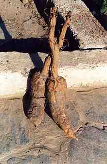 Real Mandrake Root  en.wikipedia.org