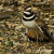killdeer pretending to have a broken wing--they are famous for this trick as are many other birds!