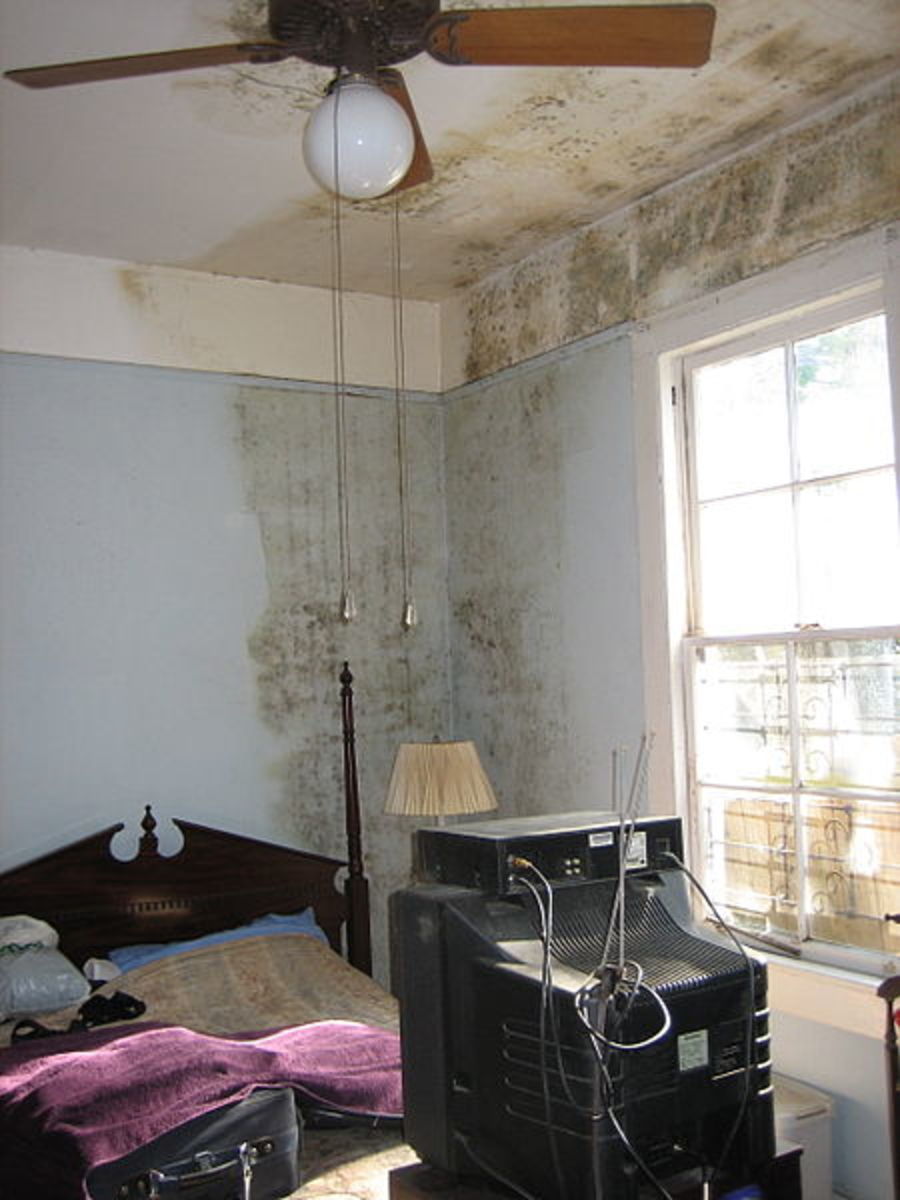 what causes damp in houses? how to get rid of mold and