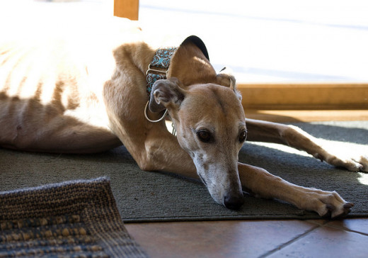 The adult greyhound is calm and quiet indoors.
