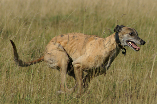 With his light, muscular frame, the greyhound is the fastest of all the dog breeds.
