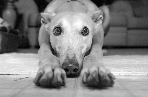 Don't let these eyes trick you into letting him have his way. The greyhound owner must be consistent to succeed in training.