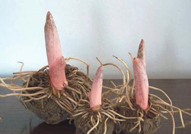 Amorphophallus root