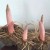 Amorphophallus root