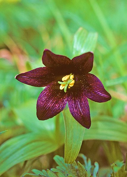Chocolate lily