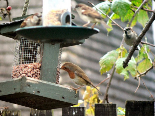 Robin and House Sparrow