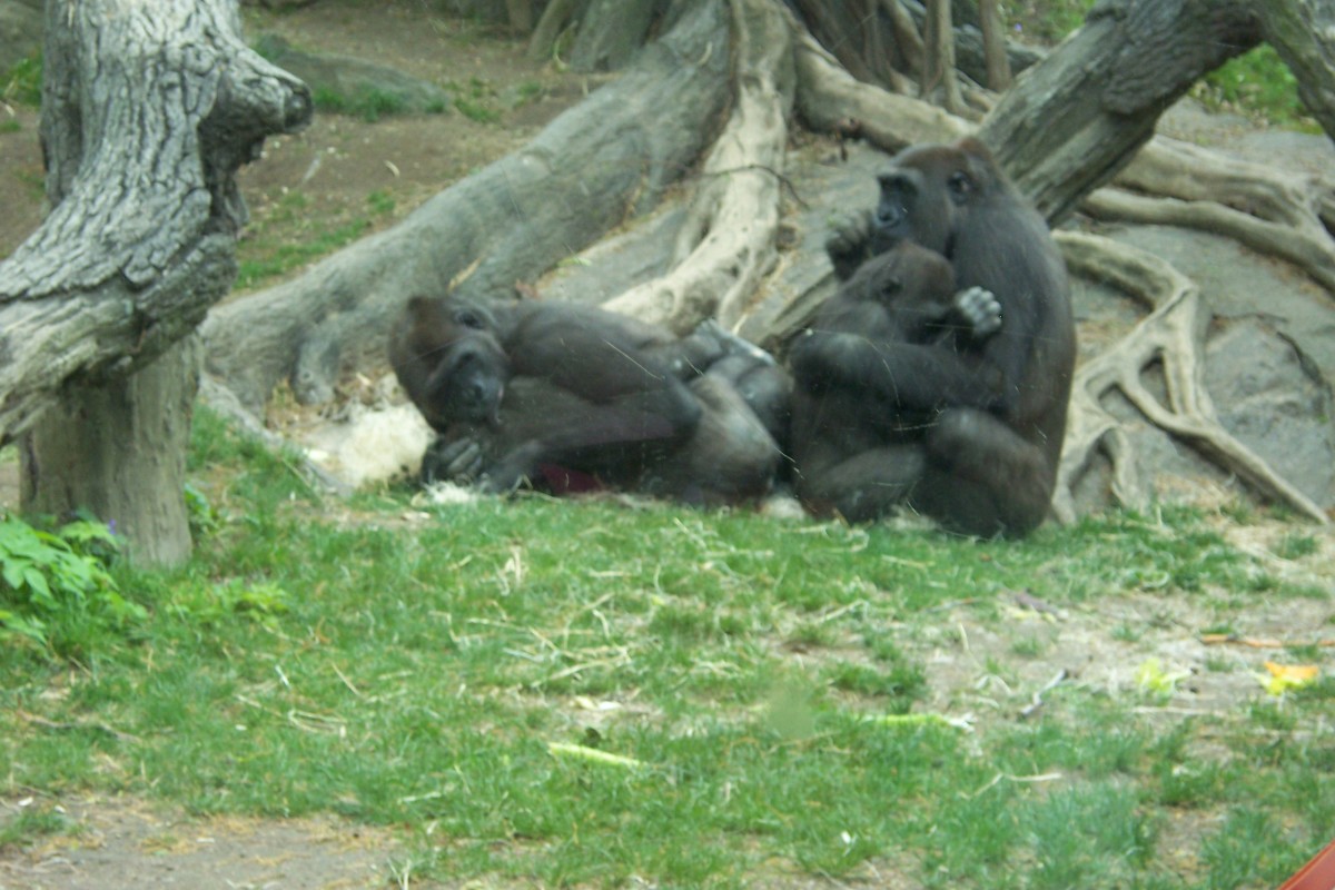 Gorillas at the Bronx Zoo