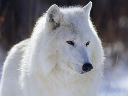 arctic white wolf