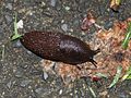 Slugs can do much damage to your garden!
