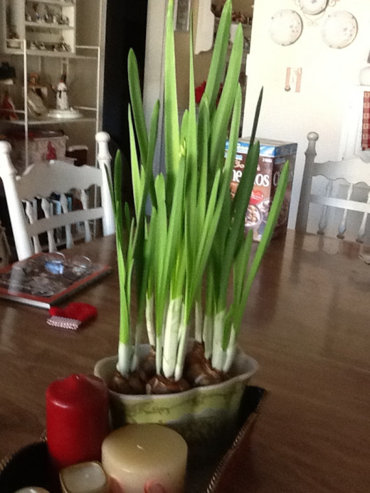 Three weeks growth - Faythe F.