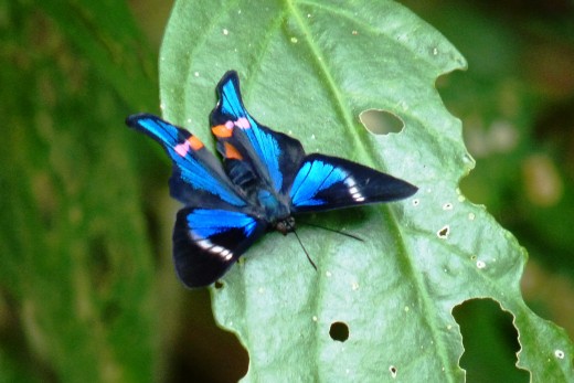 Another blue coloured butterfly