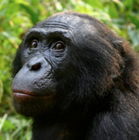 Chimpanzees fight for the alpha male position