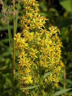 Goldenrod - A Natural Healing Herb
