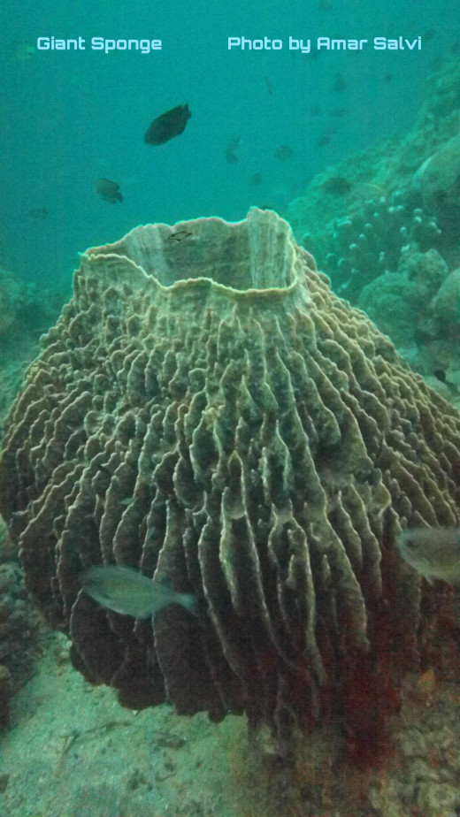 A Giant Sponge