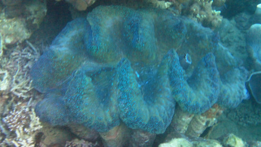 A Giant Clam