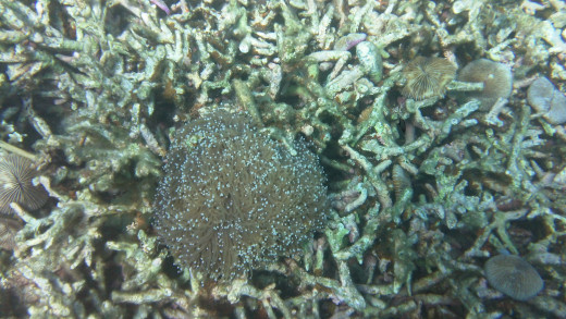 A Torch Coral amongst dead Acropora