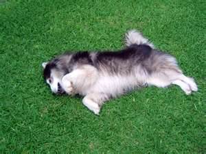 malamute rolling in grass