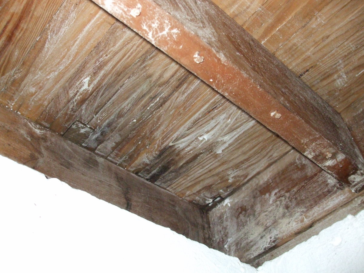 How To Treat A Mold Infestation On Wood With Borax 20 Mule Team