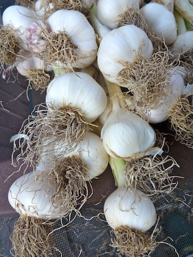Garlic, scallions, leeks and shallots can all be grown organically from seed.