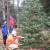 Picking out a tree. Picking out a tree.