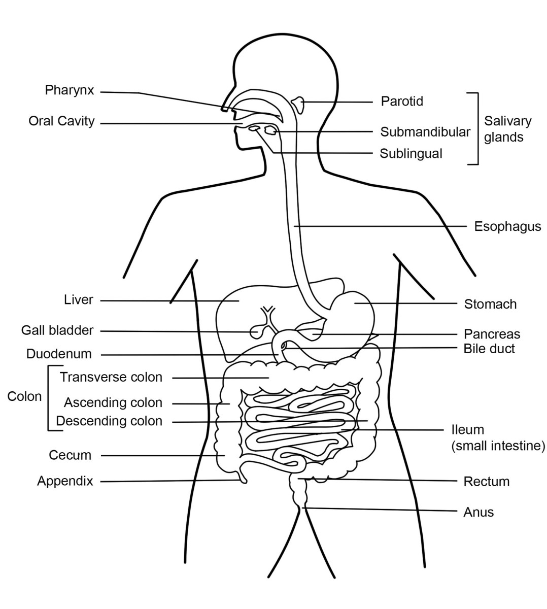 Function of the Digestive System | HubPages