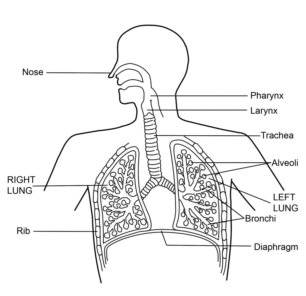 What is the Respiratory System: Diagram and Function | HubPages