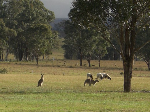 Eastern Grey Kangaroo's sharing the paddock with our Dorper sheep
