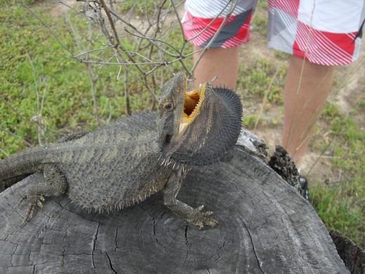 A Bearded Dragon lizard in our yard