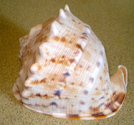 Helmet Seashell