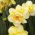 Spring Daffodils in bloom Spring Daffodils in bloom