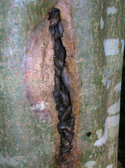 Slugs inside the fissure of a sun scald wound