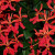 Interesting red orchid Interesting red orchid