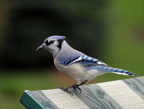 Swallow, Woodpecker, and Blue Jay Spirit Guide Meanings