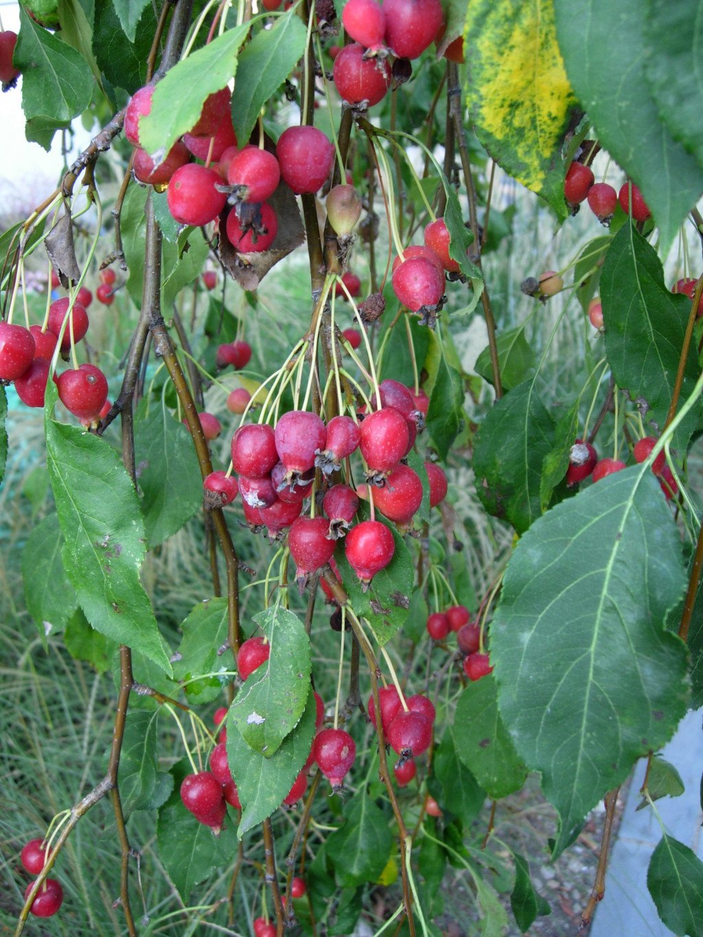 Benefits And Uses Of Crabapple Hubpages