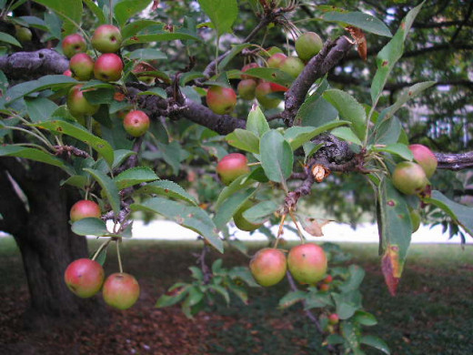 benefits-and-uses-of-crabapple-hubpages