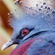 silverberg profile image