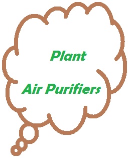 Plants have air purification properties that can  help improve your air quality.