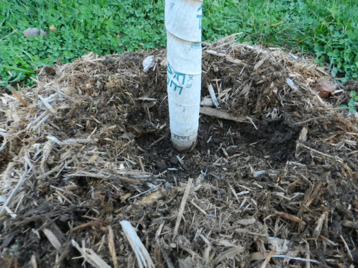 Tree wrap starting at base of the trunk
