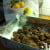 This picture is of two batches of Chocolate Macaroon Cookies.