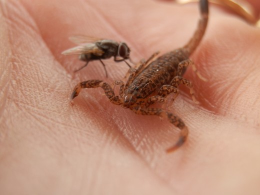 Perfect timing.  A fly landing on the scorpion in my hand!