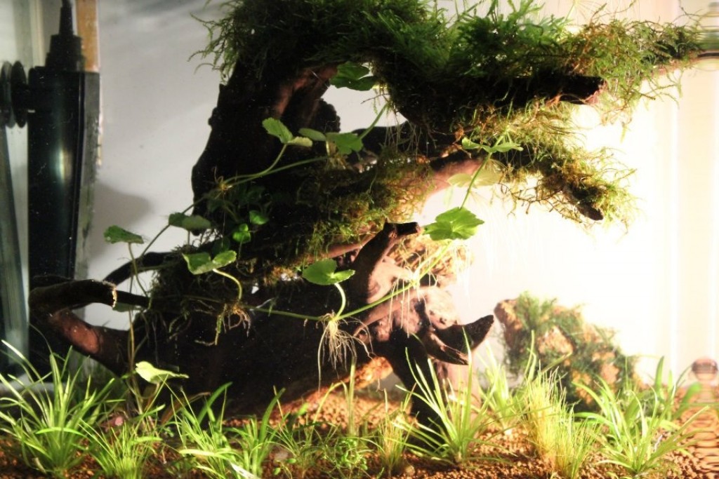 How to set up a Nano Nature Aquarium